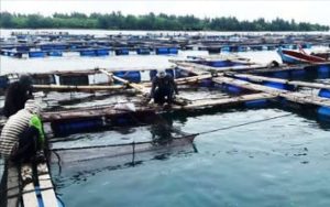 Jika PETI Dengilo Masih Beraktivitas, Nelayan Paguat Kesulitan Mencari Bibit Goropa