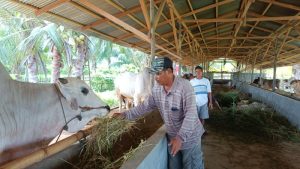 Peternak Sapi Binaan Pani Gold Project Siap Menyediakan Kebutuhan Hewan Kurban