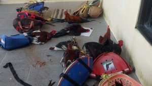 Pemerintah Kecamatan Dan Polsek Paguat Pastikan Tak Ada Judi Sabung Ayam Besar-Besaran