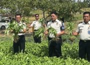 Lapas Pohuwato Perkuat Ketahanan Pangan, Warga Binaan Dibekali Keterampilan Pertanian