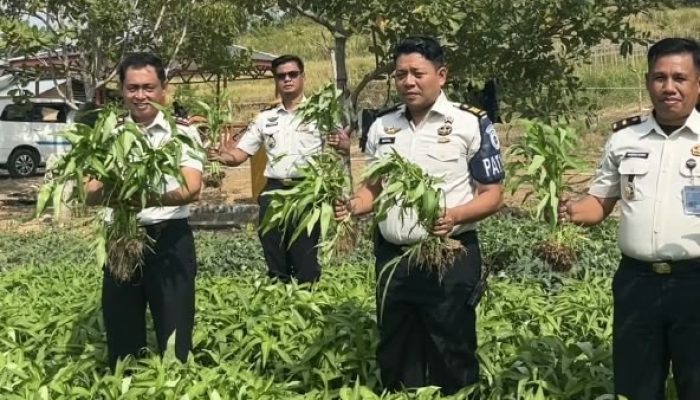 Lapas Pohuwato Perkuat Ketahanan Pangan, Warga Binaan Dibekali Keterampilan Pertanian